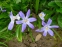Хионодокса Люцилии "Виолет Бьюти" (Chionodoxa luciliae "Violet Beauty") - 4