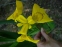 Ирис болотный, или аировидный (Iris pseudacorus) - 5