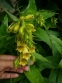 Наперстянка крупноцветковая (Digitalis grandiflora) - 2