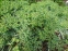 Молочай миртолистный (Euphorbia myrsinites) - 3