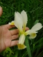  Ирис восточный (Iris orientalis) - 1
