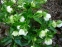 Морозник гибридны №1 (Helleborus × hybridus) - 9