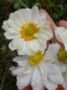 Анемона японская "Вирлвинд" (Anemone japonica "Whirlwind") - 7