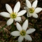 Зефирантес белый (Zephyranthes candida (Lindl.) Herb.) - 2