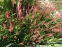 Горец стеблеобъемлющий "Файртейл" (Persicaria amplexicaule "Firetail") - 4