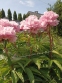 Пион "Мариэтта Сиссон" (Paeonia "Marietta Sisson") - 2
