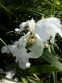 Ирис бородатый карликовый белый (Iris pumila) - 2