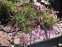 Гвоздика короткостебельная (Dianthus subacaulis) - 4