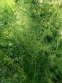 Спаржа мутовчатая (Asparagus verticillatus) - 3
