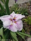 Ирис мечевидный "Грейвудс Кэтрин" (Iris ensata "Greywoods Catrina") - 3