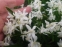 Пролеска сибирская ф. альба (Scilla siberica f. alba) - 1