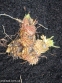 Лилия леопардовая (Lilium pardalinum) - 5