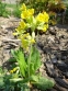 Первоцвет крупночашечный (Primula macrocalyx Bunge) - 4