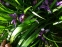 Ирис злаковидный (Iris graminea) - 3