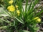 Ирис болотный "Флоре Плено" (Iris pseudacorus "Flore Pleno") - 1
