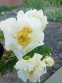 Пион "Гренд Мессив" (Paeonia "Grand Massive") - 5