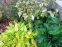 Горец виргинский "Пейнтерс Палетт" (Persicaria virginiana "Painter's Palette") - 3