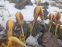 Крокус золотистый "Геральд" (Crocus chrysanthus "Herald") - 5