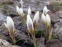 Крокус золотистый "Сноу Бантин" (Crocus chrysanthus"Snow Bunting") - 6
