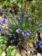 Сисюринхий горный (Sisyrinchium montanum) - 3