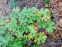 Герань гималайская "Бирч Дабл" (Geranium himalayense "Birch Doubl") - 4