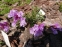 Пенстемон кустарниковый разновидность Скулера (Penstemon fruticosus var. scouleri) - 2