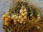 Райграс луковичный "Вариегатум" (Arrhenatherum elatius subsp. bulbosum "Variegatum") - 3