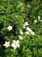Анемона лесная (Anemone sylvestris) - 2