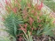 Горец стеблеобъемлющий "Файртейл" (Persicaria amplexicaule "Firetail") - 5