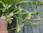 Ирис короткостебельный (Iris brevicaulis) - 4