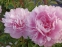 Пион "Мариэтта Сиссон" (Paeonia "Marietta Sisson") - 6