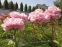 Пион "Мариэтта Сиссон" (Paeonia "Marietta Sisson") - 5