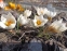 Крокус золотистый "Сноу Бантин" (Crocus chrysanthus"Snow Bunting") - 2