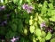 Горянка крупноцветковая "Лилафея" (Epimedium grandiflorum "Lilafea") - 6
