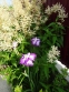 Ирис мечевидный "Харлеквинеск" (Iris ensata "Harlequinesque") - 5