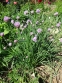 Лук скорода (Allium schoenoprasum) - 3