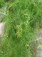 Спаржа мутовчатая (Asparagus verticillatus) - 4