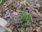 Сисюринхий горный (Sisyrinchium montanum) - 4
