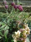 Морозник нигеркорс "Кэнди Лав" (Helleborus × nigercors "Candy Love") - 7