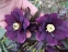 Морозник гибридный "Дабл Эллен Пурпл" (Helleborus x hybridus "Double Ellen Purple") - 5
