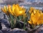Крокус золотистый "Дороти" (Crocus chrysanthus "Dorothy") - 6