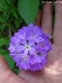 Первоцвет мелкозубчатый "Вайлет" (Primula denticulata "Violet") - 4