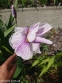 Ирис мечевидный "Грейвудс Кэтрин" (Iris ensata "Greywoods Catrina") - 5