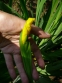 Ирис болотный, или аировидный (Iris pseudacorus) - 3