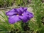 Ирис мечевидный "Перпл Парасол" (Iris ensata "Purple Parasol") - 2
