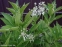 Лук килеватый хорошенький ф. альба  (Allium carinatum subsp. pulchellum f. album) - 1