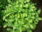 Очитник белорозовый "Медио-вариегатум" (Hylotelephium erythrostictum "Medio-variegatum") - 2