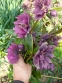 Морозник гибридный "Дабл Эллен Пурпл" (Helleborus x hybridus "Double Ellen Purple") - 6