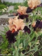 Ирис бородатый "Оцелот" (Iris "Ocelot") - 5