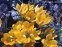Крокус золотистый "Дороти" (Crocus chrysanthus "Dorothy") - 2